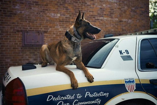 Hillsboro Man, 67, Held Without Bail After K-9 Finds Gun Hidden Under Leaves