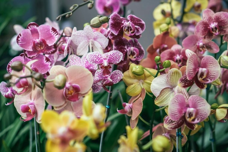 Honolulu Orchid Society's 87th Spooktacular Show Blooms at Washington Middle School