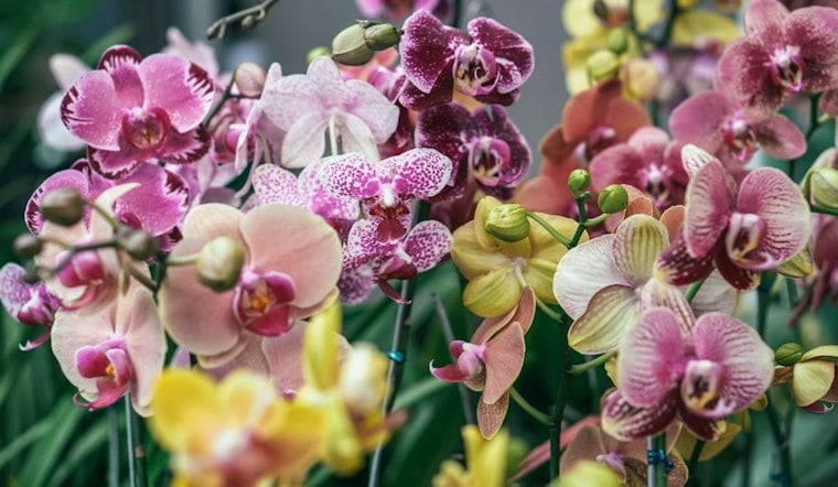 Honolulu Orchid Society's 87th Spooktacular Show Blooms at Washington Middle School