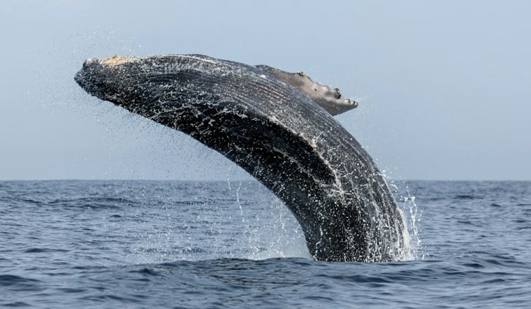 Humpback Whale Slams Into Fishing Boat Near Moriches Inlet, No One Hurt