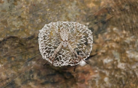 Hundreds of Free-Roaming Spiders Return to Butterfly Pavilion This October