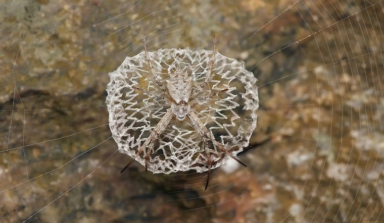 Hundreds of Free-Roaming Spiders Return to Butterfly Pavilion This October