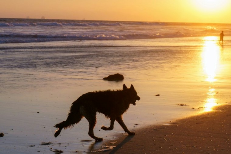 Huntington Beach Corgi Pawty Returns With Costumes, Pumpkins and a New Beer Garden