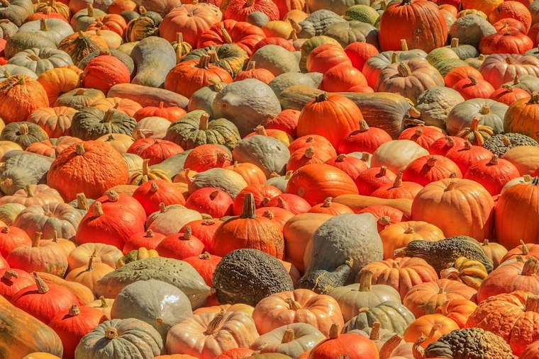 Huntsburg Pumpkin Festival Marks 56th Year With Cornhole, Giant Pumpkins and a Parade