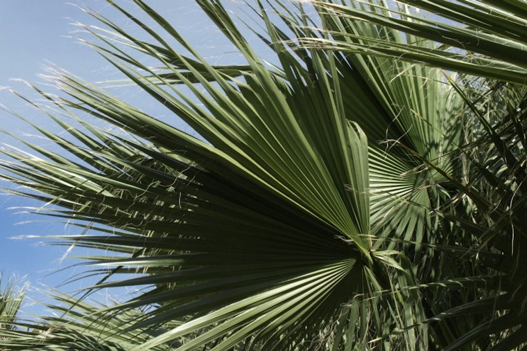 Indian Wells Set to Push Palm Trimming Deadline to October to Save Nesting Birds