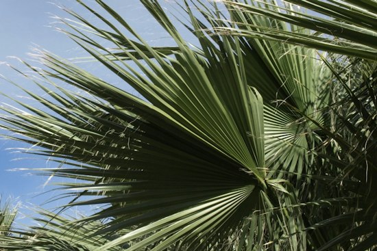 Indian Wells Set to Push Palm Trimming Deadline to October to Save Nesting Birds