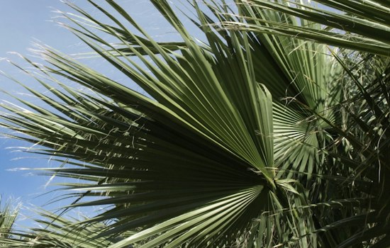 Indian Wells Set to Push Palm Trimming Deadline to October to Save Nesting Birds