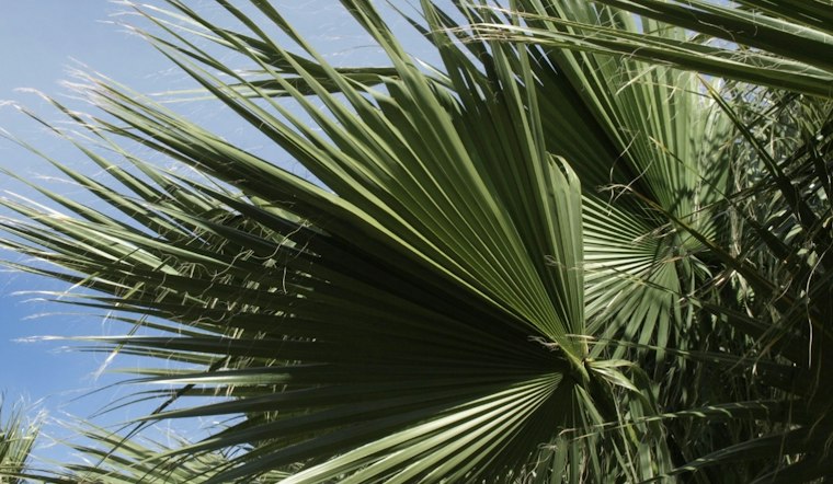 Indian Wells Set to Push Palm Trimming Deadline to October to Save Nesting Birds