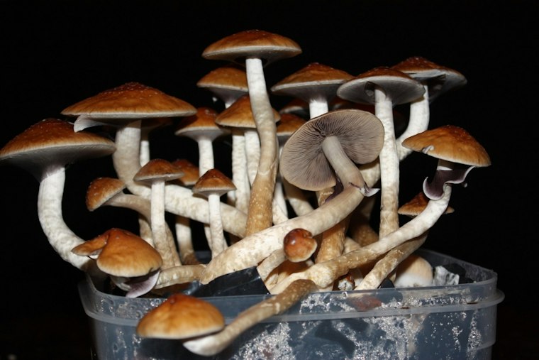 Indianapolis Mushroom Bust Tied to Fatal Overdose Nets 1,500 Pounds, Guns