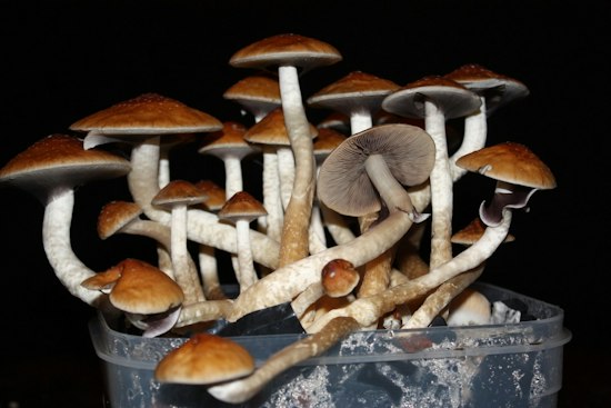 Indianapolis Mushroom Bust Tied to Fatal Overdose Nets 1,500 Pounds, Guns
