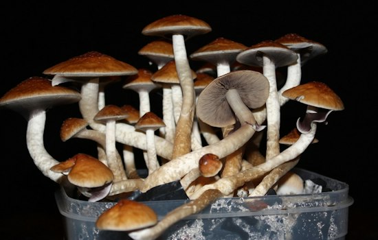 Indianapolis Mushroom Bust Tied to Fatal Overdose Nets 1,500 Pounds, Guns