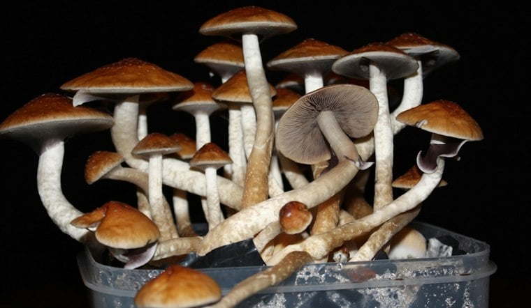 Indianapolis Mushroom Bust Tied to Fatal Overdose Nets 1,500 Pounds, Guns