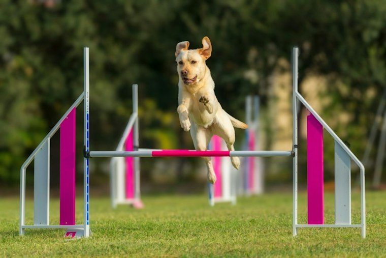 Jackson County's Dogtober Fest Returns With 90+ Vendors, Six-Ton Food Goal
