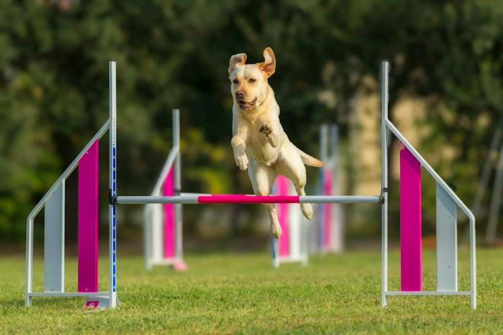 Jackson County's Dogtober Fest Returns With 90+ Vendors, Six-Ton Food Goal