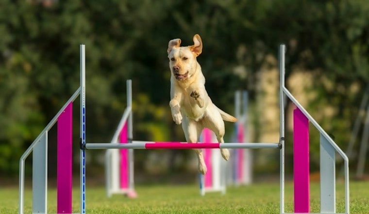 Jackson County's Dogtober Fest Returns With 90+ Vendors, Six-Ton Food Goal