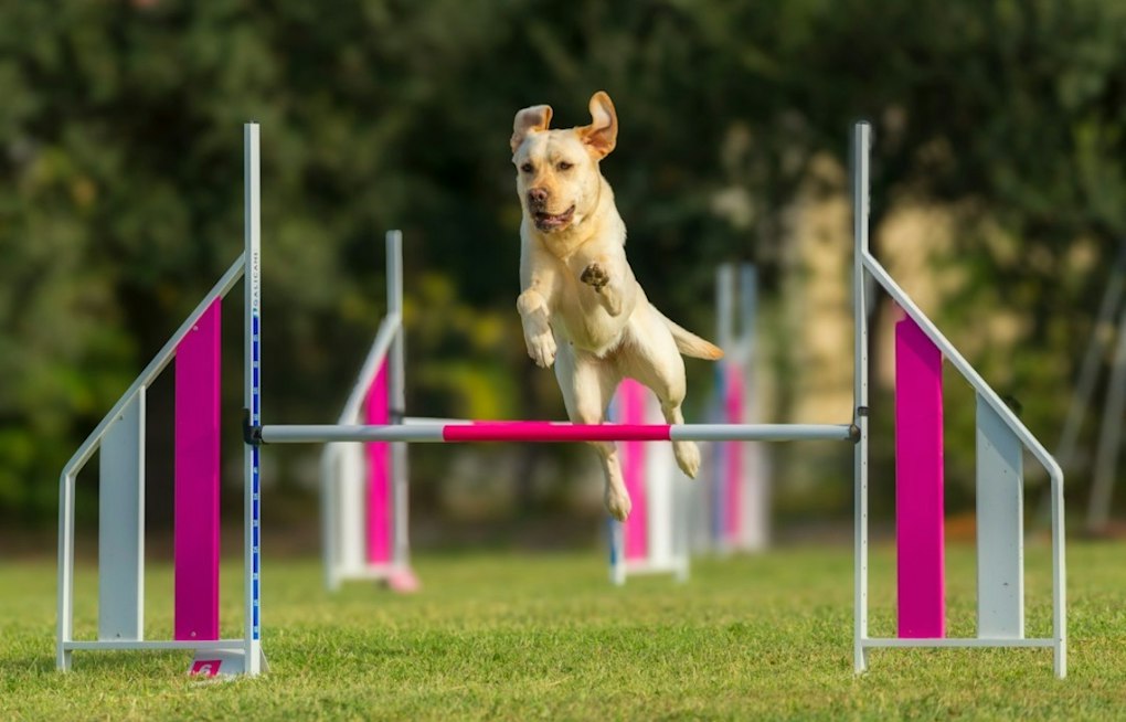 Jackson County's Dogtober Fest Returns With 90+ Vendors, Six-Ton Food Goal
