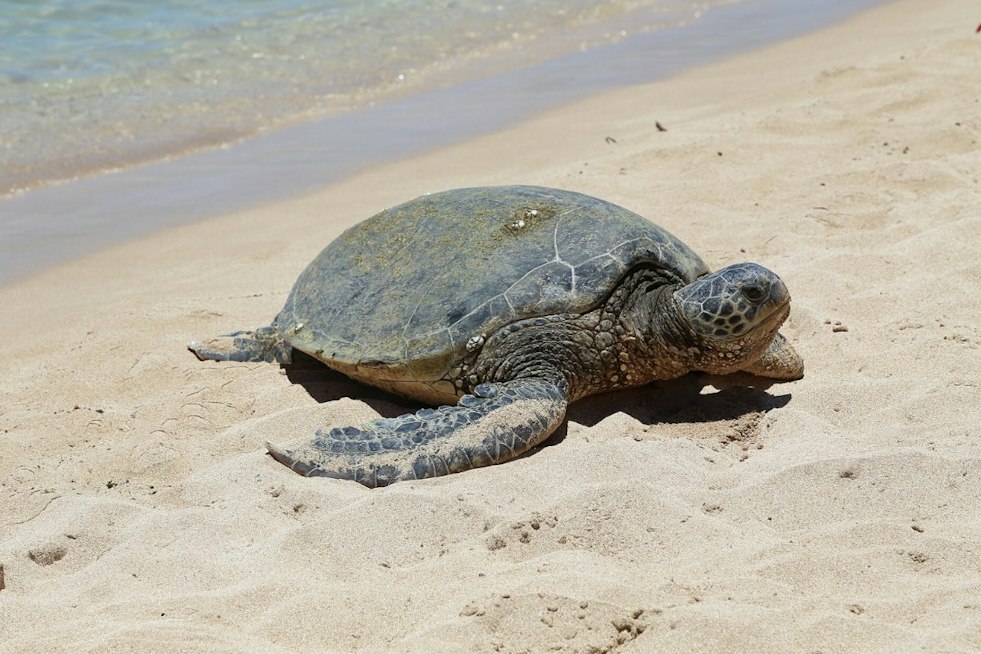 Jekyll Island Green Sea Turtle Nest Hatches 66 Babies in Rare Milestone