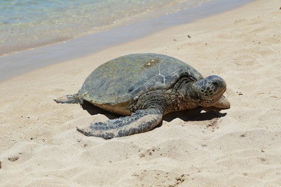 Jekyll Island Green Sea Turtle Nest Hatches 66 Babies in Rare Milestone