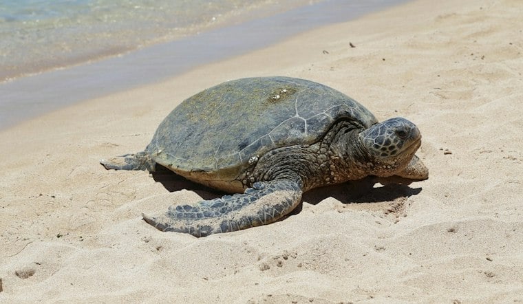 Jekyll Island Green Sea Turtle Nest Hatches 66 Babies in Rare Milestone
