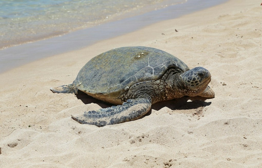 Jekyll Island Green Sea Turtle Nest Hatches 66 Babies in Rare Milestone
