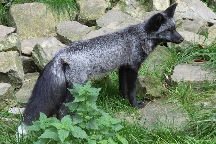 Jet-Black Fox Spotted in Hastings May Be Rarest in the Midwest, DNR Says