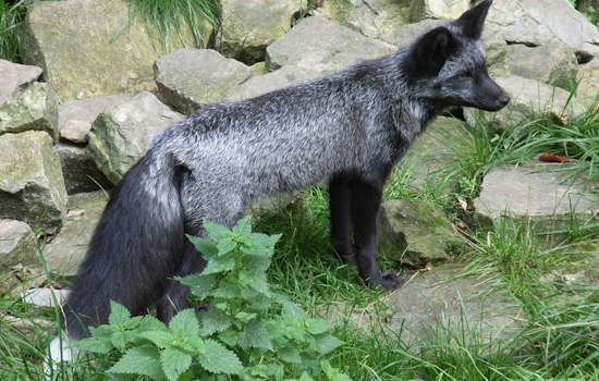 Jet-Black Fox Spotted in Hastings May Be Rarest in the Midwest, DNR Says