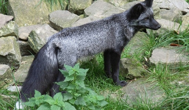 Jet-Black Fox Spotted in Hastings May Be Rarest in the Midwest, DNR Says