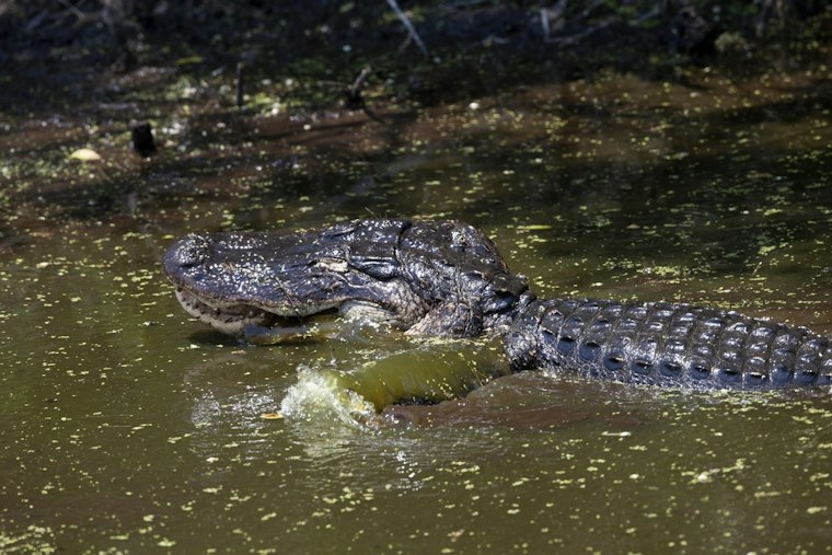 Jupiter Business Owner Charged After Alligator Found Shot, Hammer in Skull