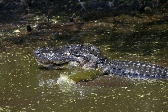 Jupiter Business Owner Charged After Alligator Found Shot, Hammer in Skull