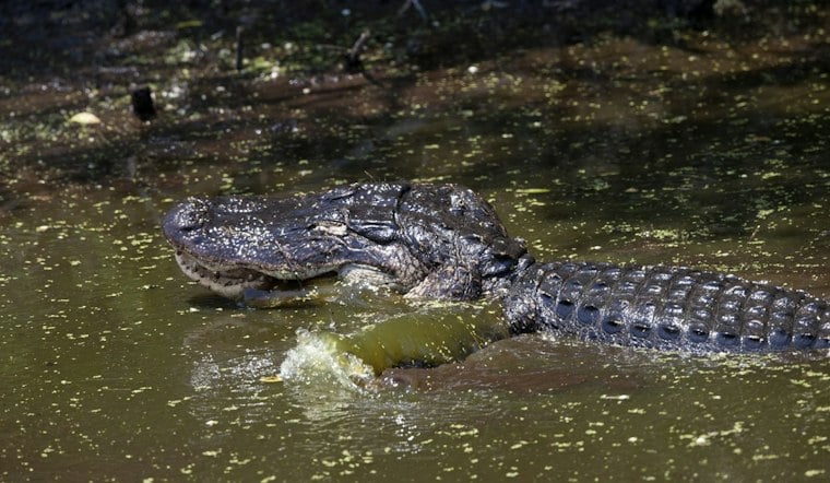 Jupiter Business Owner Charged After Alligator Found Shot, Hammer in Skull