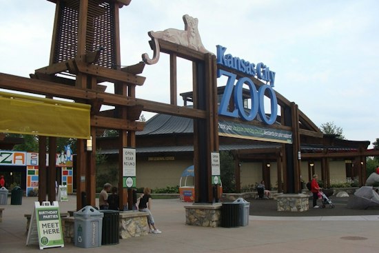 Kansas City Zoo Announces Zuri Is Pregnant With Its First Elephant Calf Ever