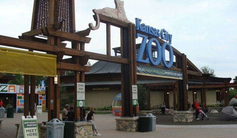 Kansas City Zoo Announces Zuri Is Pregnant With Its First Elephant Calf Ever