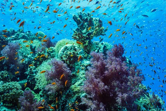 Kauai Divers Race 45-Day Clock to Save 2,000 Corals Battered by Hurricane Nolo