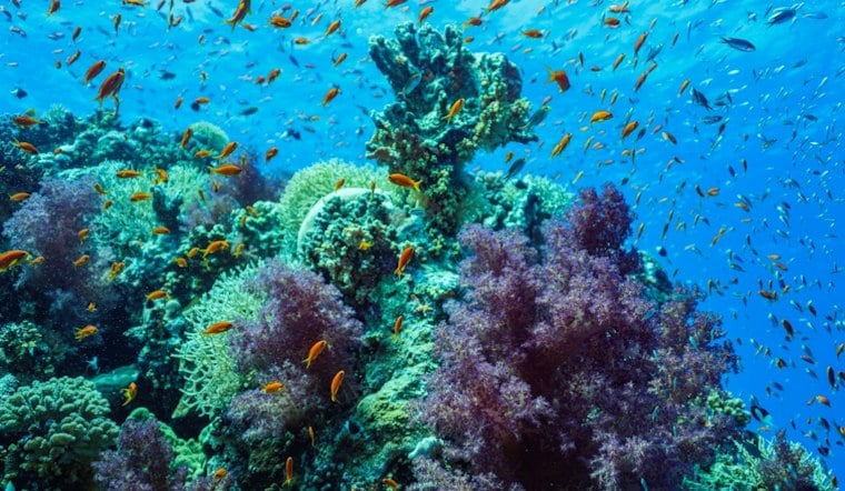 Kauai Divers Race 45-Day Clock to Save 2,000 Corals Battered by Hurricane Nolo