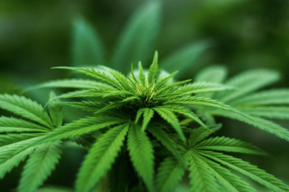 hoodline.com - Nora Ellington - Medical Cannabis Now Available in Every Kentucky Region