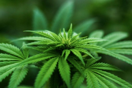 Kentucky Medical Cannabis Hits All 11 Regions as Prestonsburg Dispensary Opens