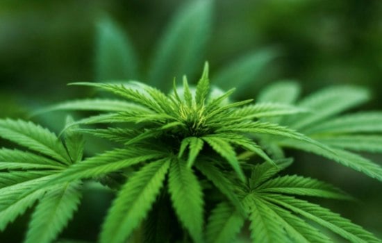 Kentucky Medical Cannabis Hits All 11 Regions as Prestonsburg Dispensary Opens