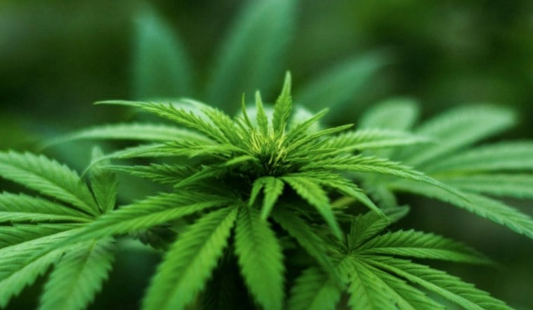 Kentucky Medical Cannabis Hits All 11 Regions as Prestonsburg Dispensary Opens