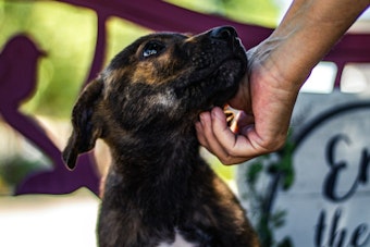 LA Sues Celebrity-Favorite Dog Rescue Wagmor, Seeks $7M Over Puppy Mill Claims
