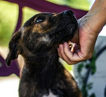 LA Sues Celebrity-Favorite Dog Rescue Wagmor, Seeks $7M Over Puppy Mill Claims