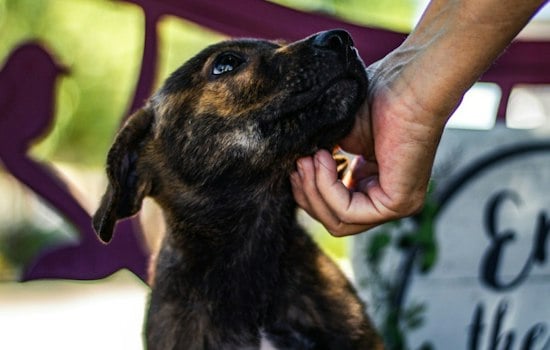 LA Sues Celebrity-Favorite Dog Rescue Wagmor, Seeks $7M Over Puppy Mill Claims