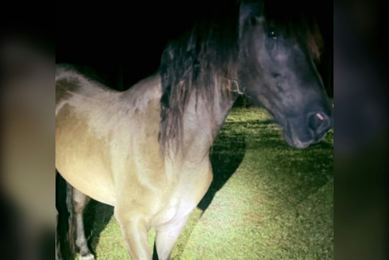 Lakeland Man Gets Prison for Shooting Horse Over Unpaid Work Bill