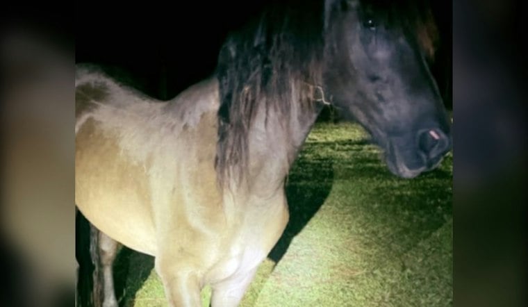 Lakeland Man Gets Prison for Shooting Horse Over Unpaid Work Bill