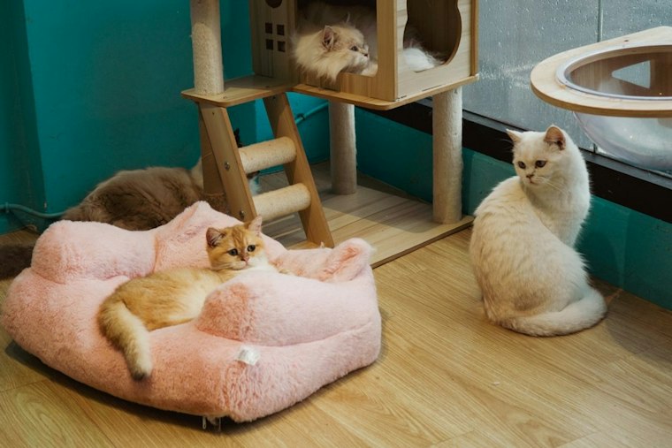 Lakeview Neighbors Rush to Stop 31 Cats From Fleeing Shattered Catcade Window