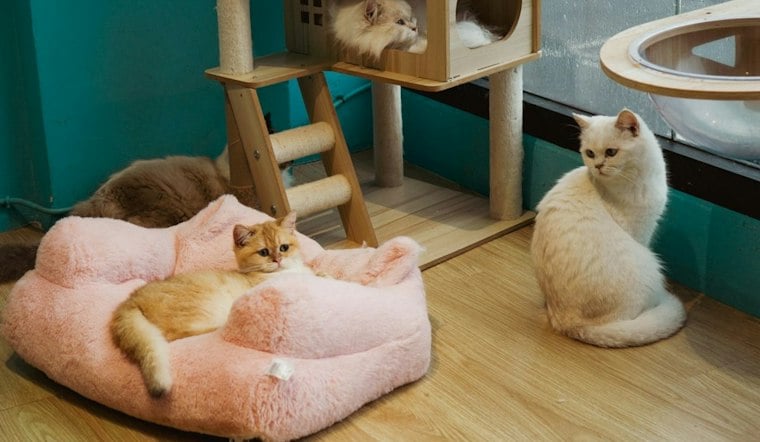 Lakeview Neighbors Rush to Stop 31 Cats From Fleeing Shattered Catcade Window