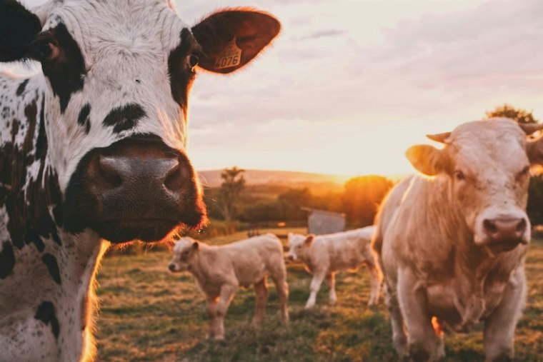Las Vegas Veterans Trade Combat Stress for Cows and Canning at Semper Fi Homestead