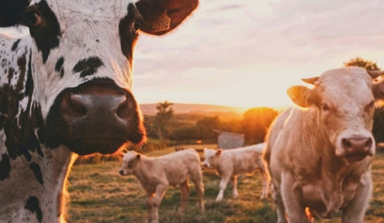 Las Vegas Veterans Trade Combat Stress for Cows and Canning at Semper Fi Homestead