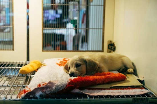 Laurens County Puppy Found With Collar Grown Into Neck, Shelter Begs for Answers