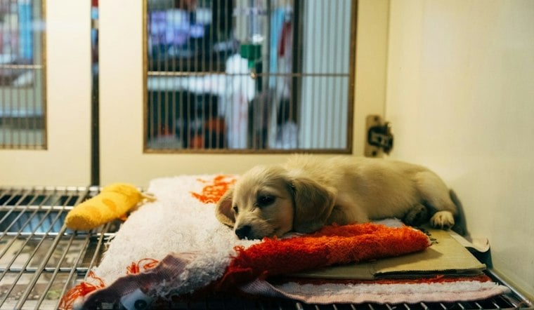 Laurens County Puppy Found With Collar Grown Into Neck, Shelter Begs for Answers