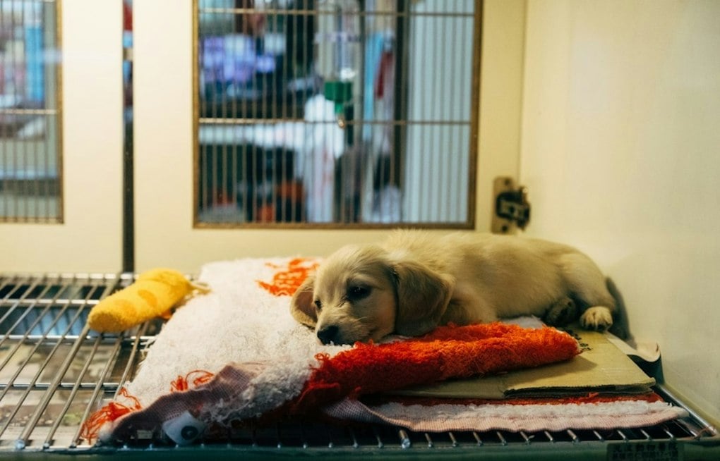 Laurens County Puppy Found With Collar Grown Into Neck, Shelter Begs for Answers